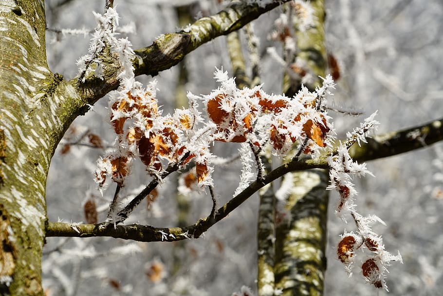 Beech, Leaves, Crystals, beech leaves, eiskristalle, winter HD wallpaper