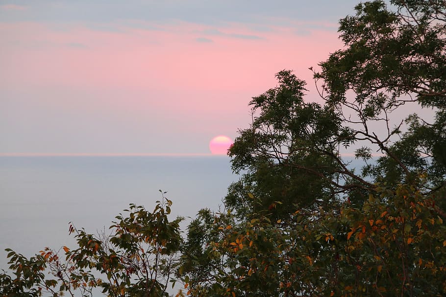 sochi, sunset, sea, sky, landscape, nature, summer, tree, plant HD wallpaper