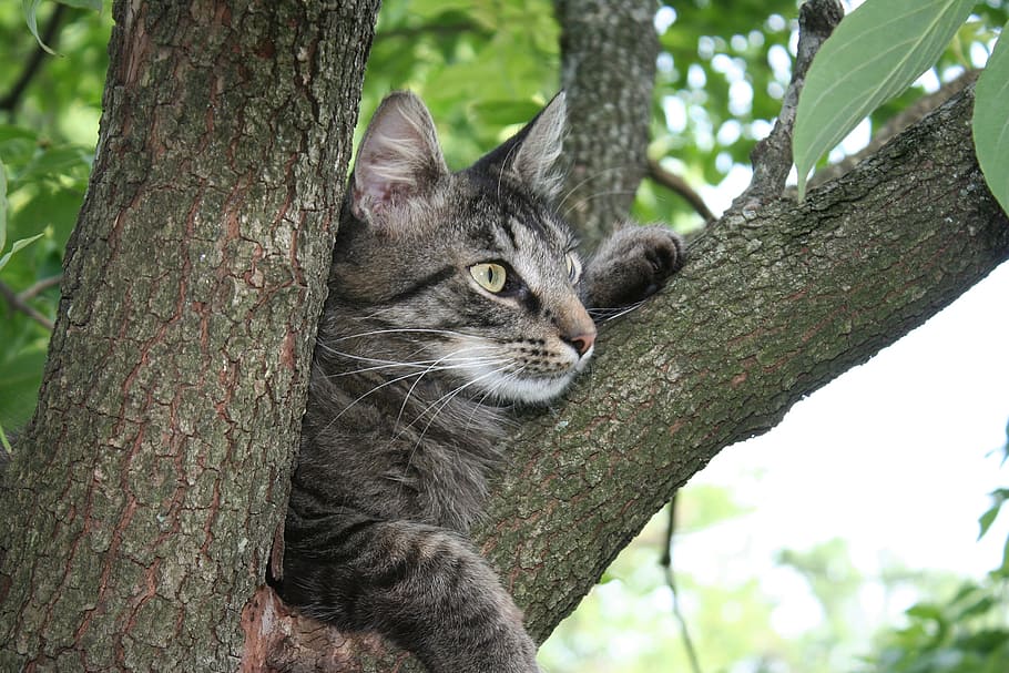 cat, kitty, tabby, long haired, animal, pet, furry, tree, feline HD wallpaper