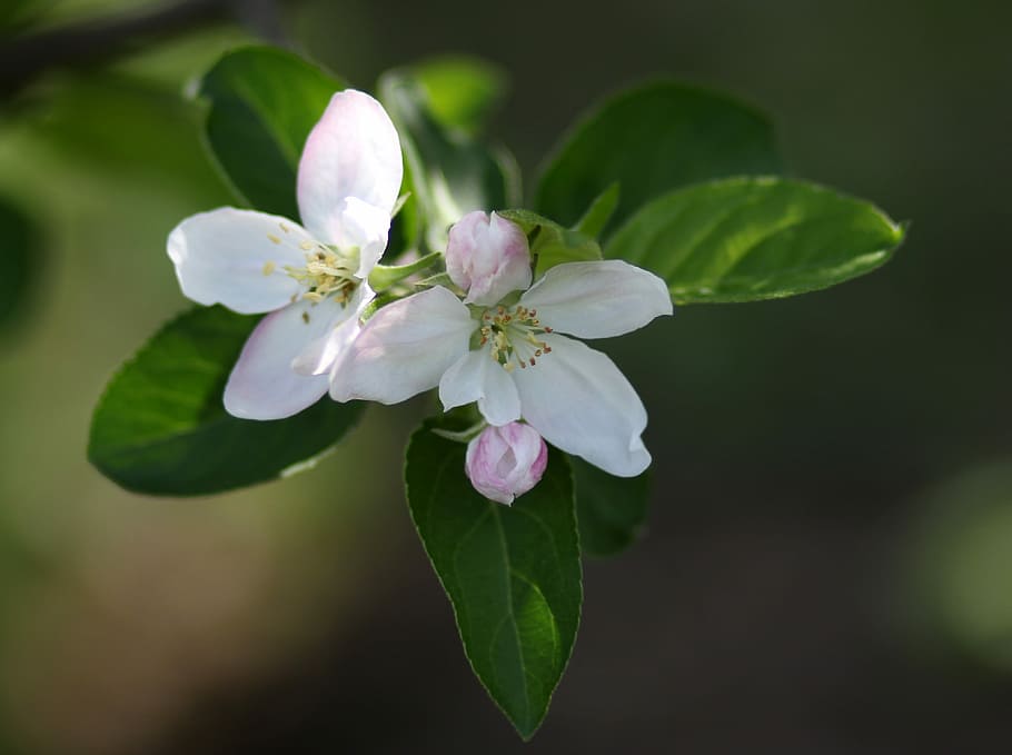 flowers, tree, march, white, casey, flourished, spring, flowering plant HD wallpaper