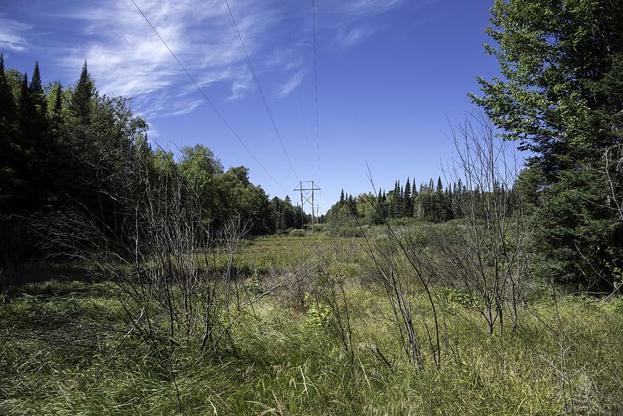 Phone Lines and landscape at Van Riper State Park, Michigan, photos, HD wallpaper