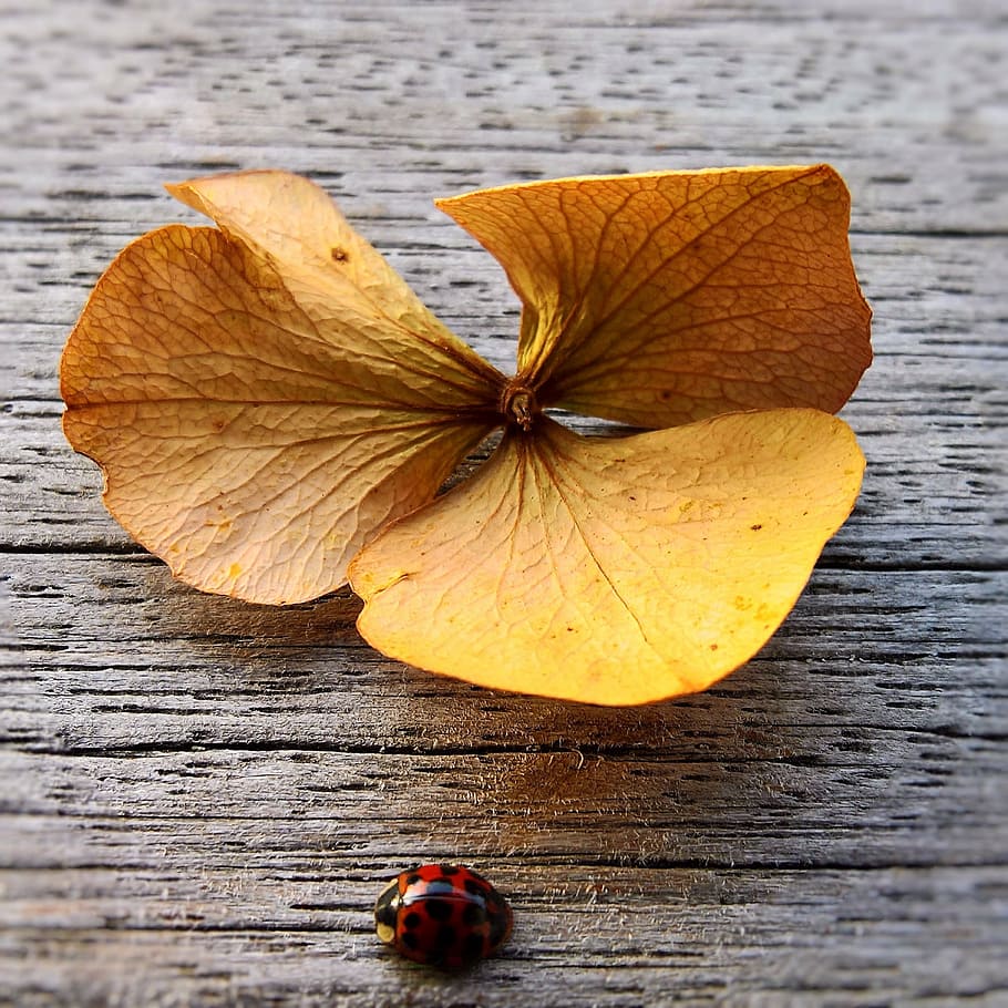 selective focus photography of ladybug on gray surface near yellow leaf HD wallpaper