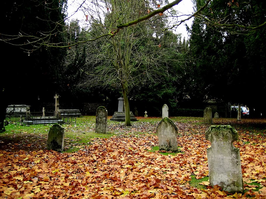 cemetery surrounding trees, st albans, graveyard, graves, headstones HD wallpaper