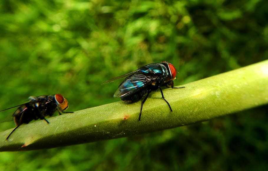 fly, bug, insect, invertebrate, animals in the wild, animal wildlife HD wallpaper