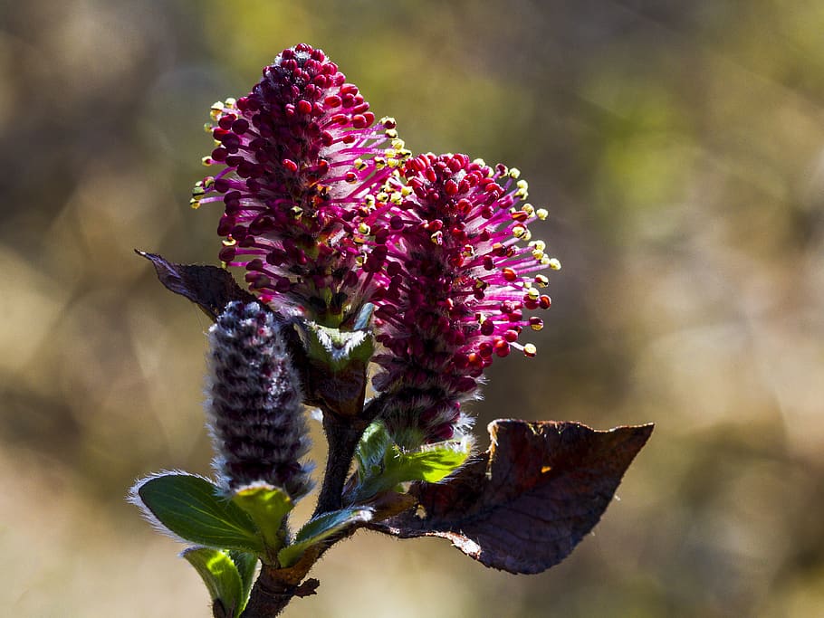 vier, our, flower, flowering plant, beauty in nature, fragility HD wallpaper