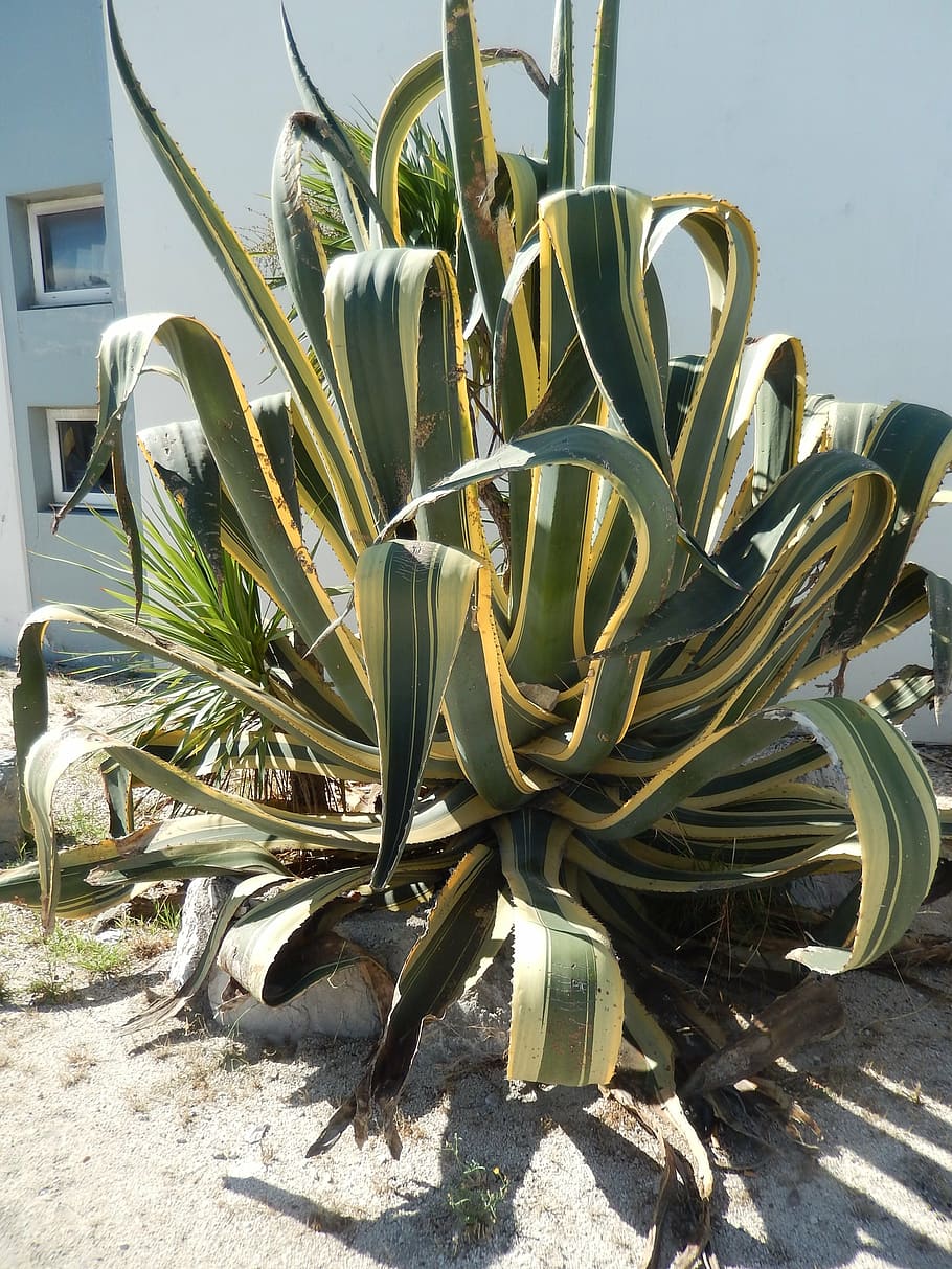 cactus, nature, plants, growth, sunlight, succulent plant, day HD wallpaper