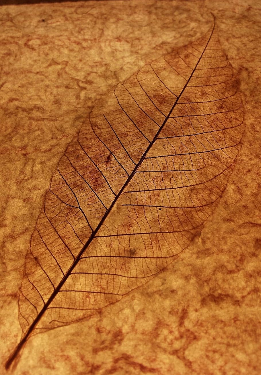 Leaf, Skeleton, Veins, Brown, leaf skeleton, leaf veins, background HD wallpaper
