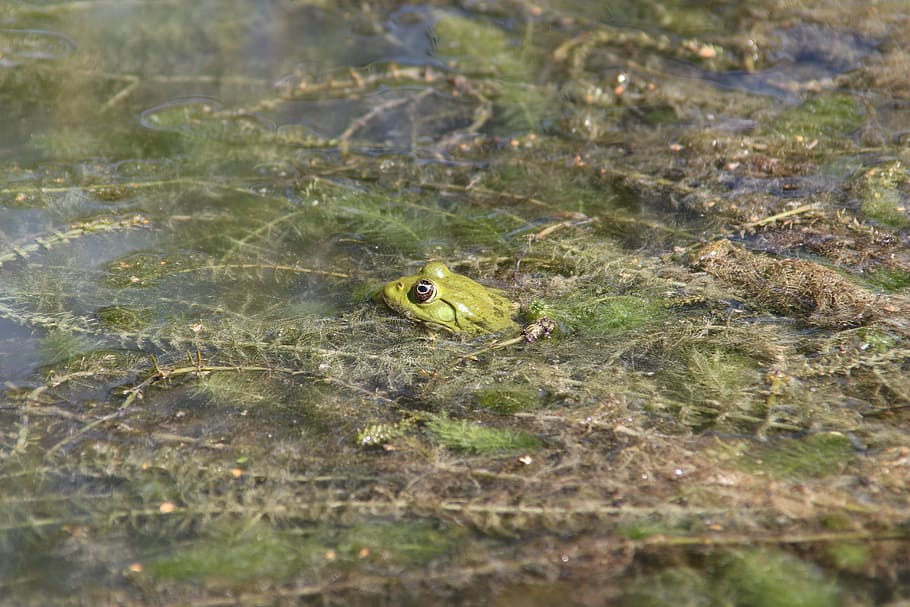 Frog, Toad, Amphibians, Swamp, urmonster, wetland, swampy, nature HD wallpaper