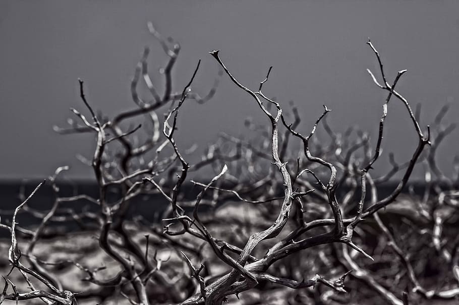 grayscale photo of bare trees, nature, background, plant, black and white HD wallpaper