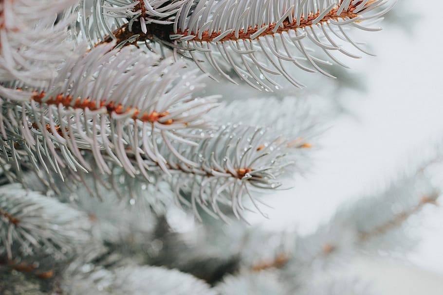 white leafed tree, selective focus photography of pine tree, branch HD wallpaper