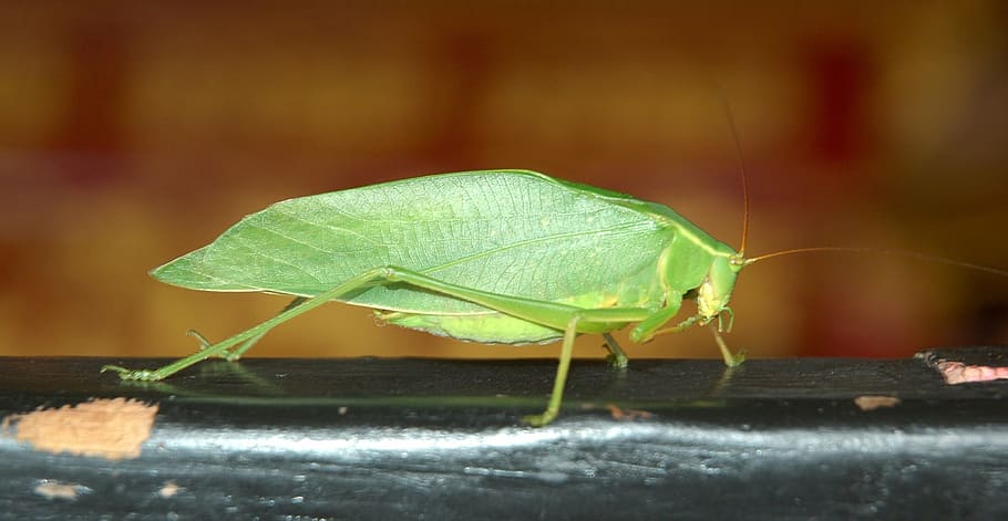 insect, macro, nature, animals, wildlife, grasshopper, leaf HD wallpaper