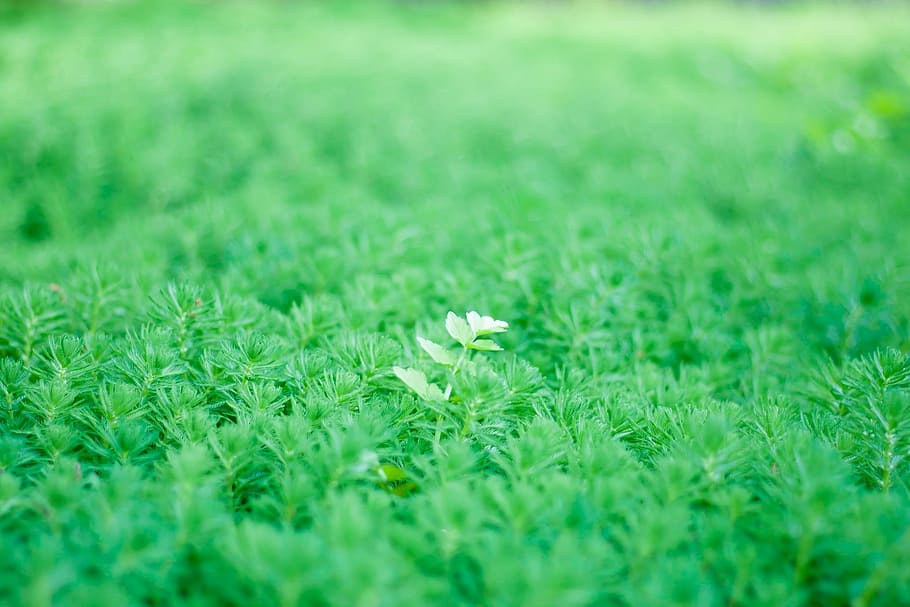 Life, Bud, Green, Green, Leaf, Plant, Natural, fresh green HD wallpaper