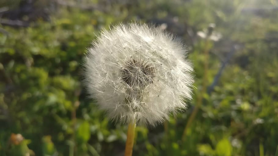 dandelion, green, spring, sun, meadow, nature, seed, fluffy HD wallpaper