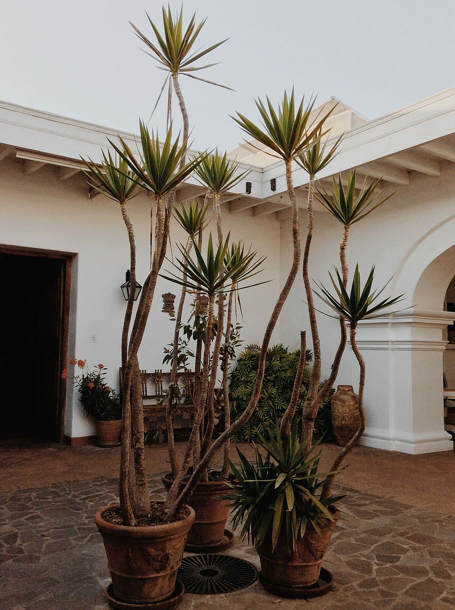 Remember Nature, green outdoor potted plants, tree, building HD wallpaper