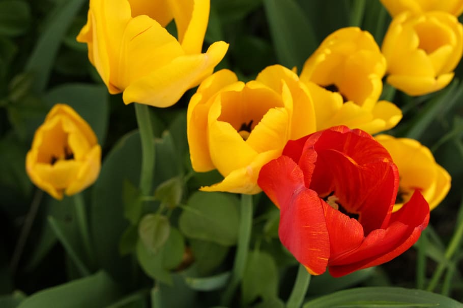 tulip, flower, spring, pink, red, yellow, green, grass, tulips HD wallpaper