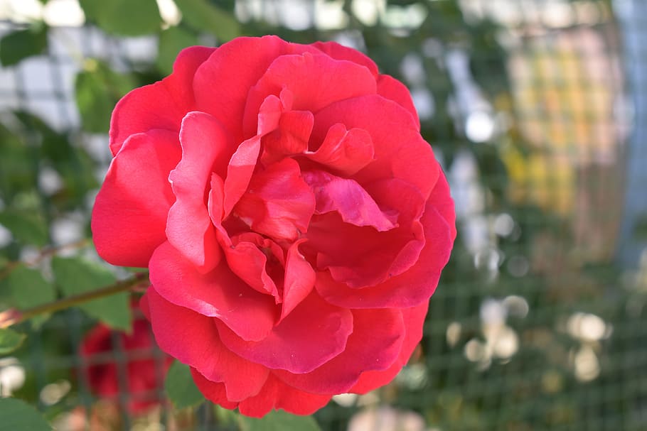 flower, rose, red, flowering plant, petal, vulnerability, beauty in nature HD wallpaper