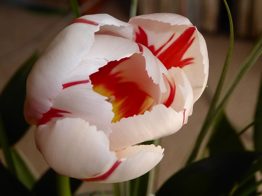 flower, tulip, spring, spring flowers, flowering plant, petal HD wallpaper