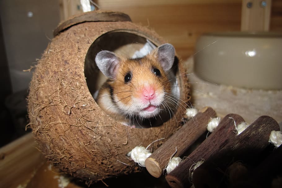 hamster inside coconut shell, sleep, nest, rest, animal, animal world, HD wallpaper