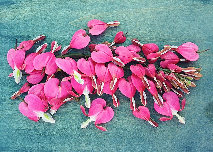 Bleeding Hearts, Spring, Flower, plant, floral, garden, pink HD wallpaper