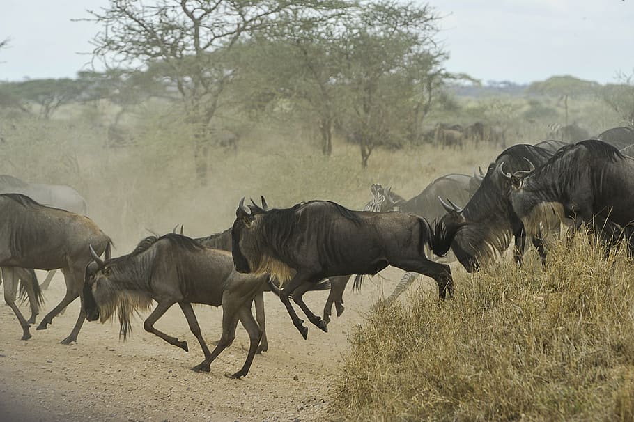 Wildlife photography of assorted-animals during day time, wildebeests
