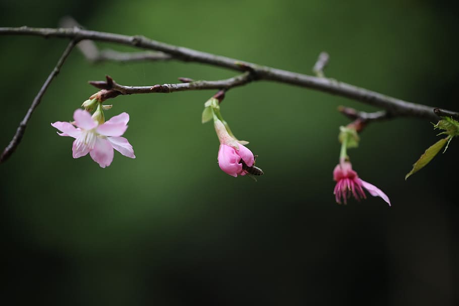 flower, plant, bee, spring, nature, grow, flowering plant, beauty in nature HD wallpaper