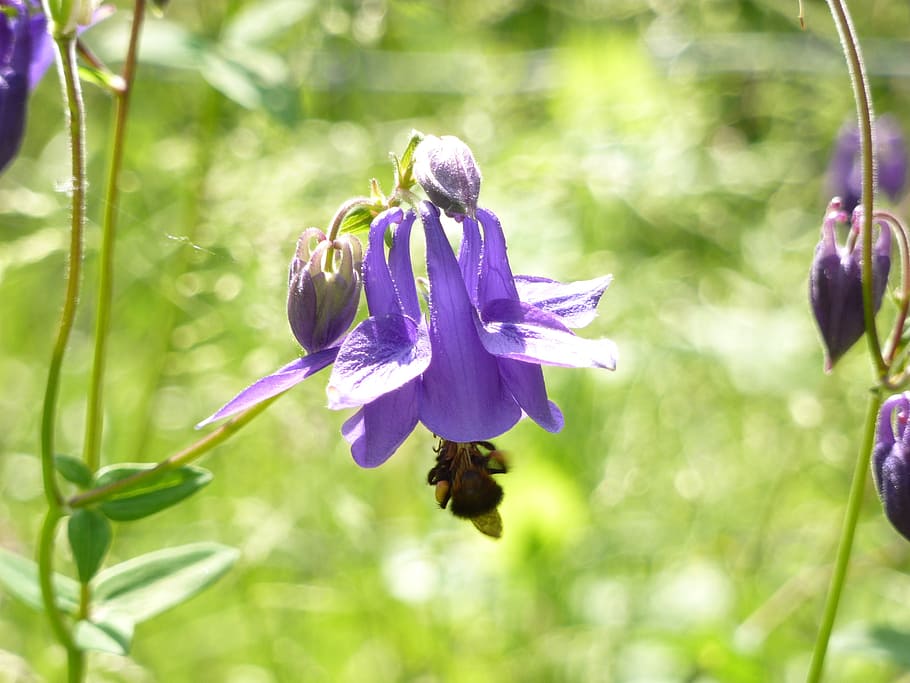 columbine, flower, violet, bee, spring, nature, purple, petal HD wallpaper
