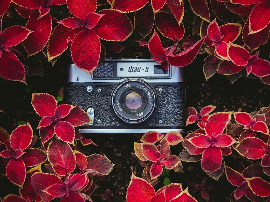 black and gray point-and-shoot camera on red plants, SLR camera surrounded by red flowers HD wallpaper