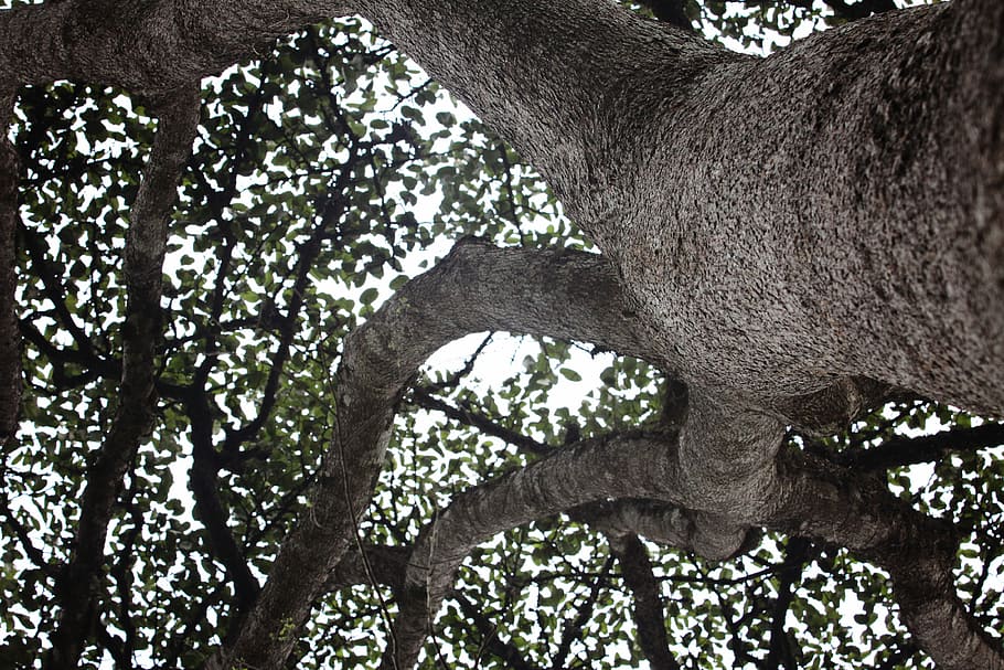 Ghana, Tree, Nature, one animal, animal themes, mammal, animal wildlife HD wallpaper