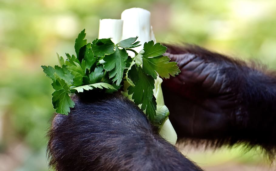 Gorilla, Hands, Food, Vegetables, dangerous, zoo, hellabrunn HD wallpaper