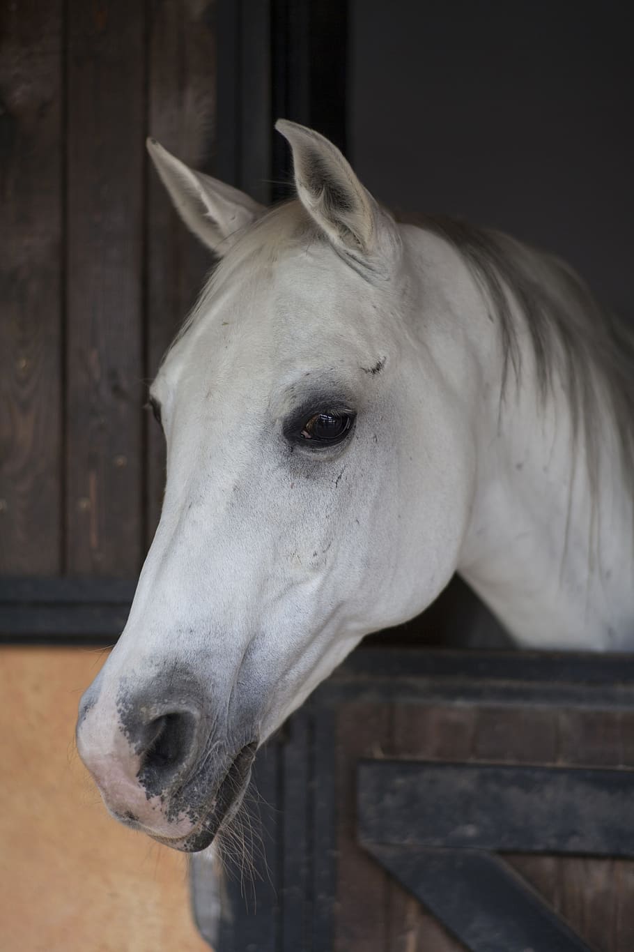 white horse head on focus photo, animal, portrait, ride, nature, HD wallpaper