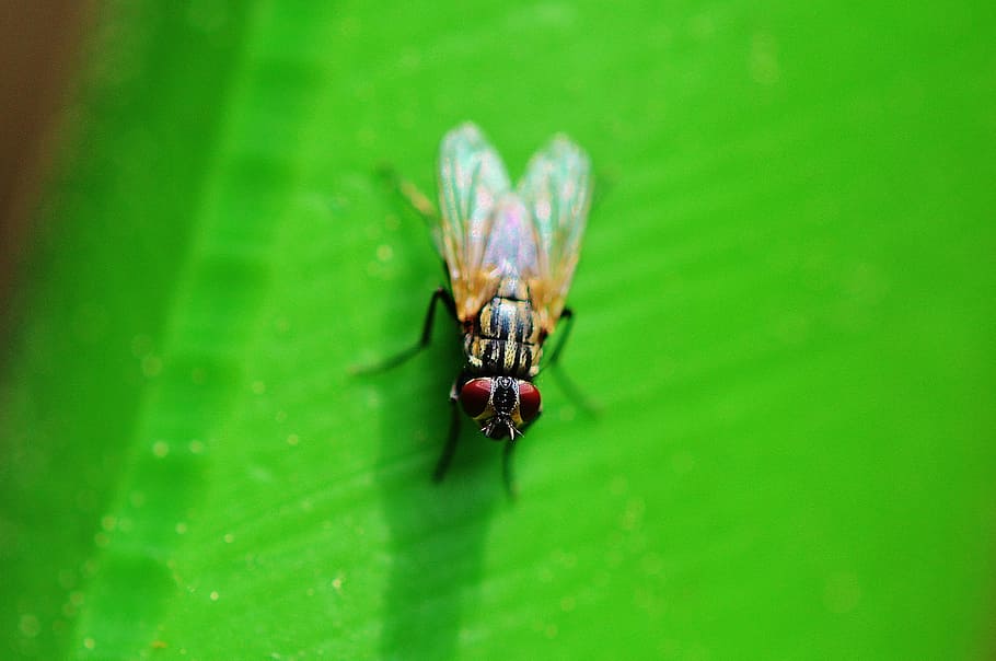 Fly, Insect, Wing, Close, Animals, nature, animals in the wild HD wallpaper