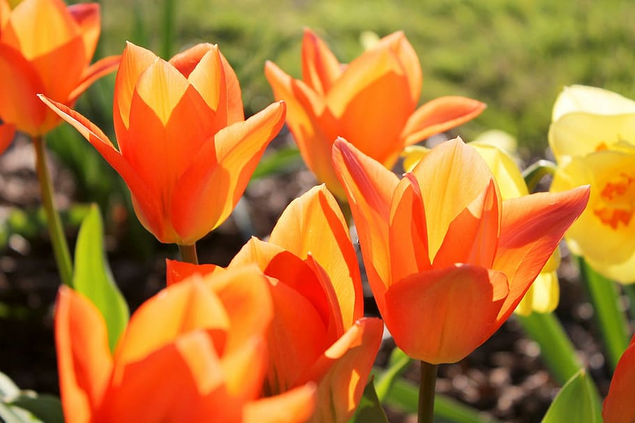 tulips, orange, spring, bloom, blooming, petals, flower, bright HD wallpaper