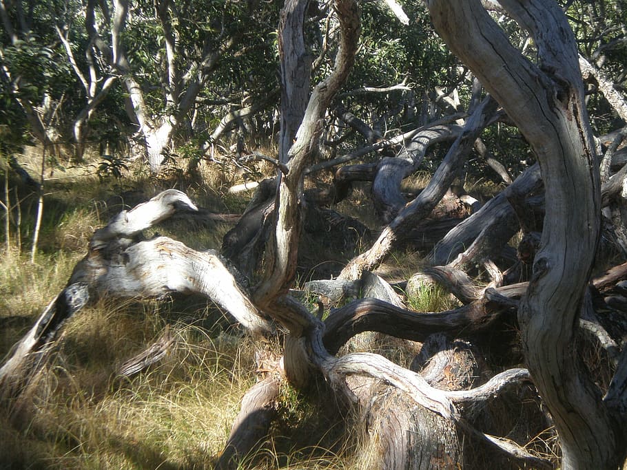 Tree, Twist, Nature, Twisted, Plant, landscape, forest, foliage HD wallpaper