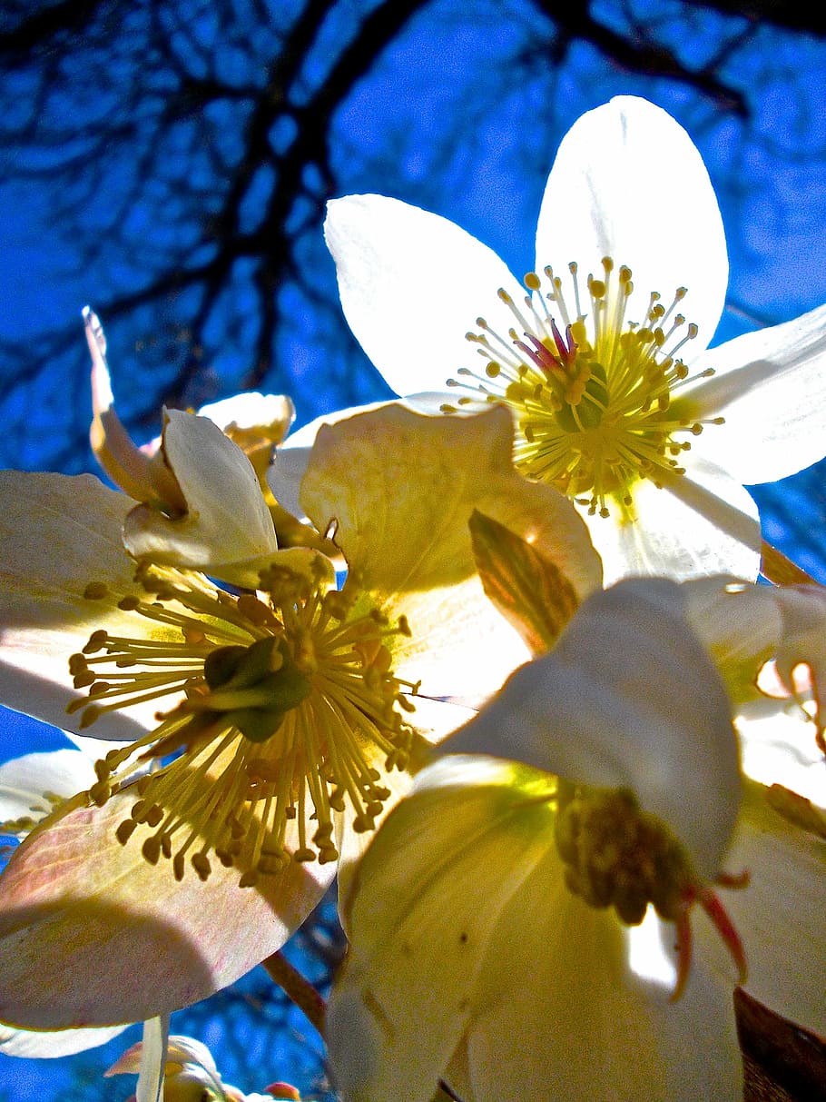 easter flowers, white, pistils, flowering plant, fragility HD wallpaper