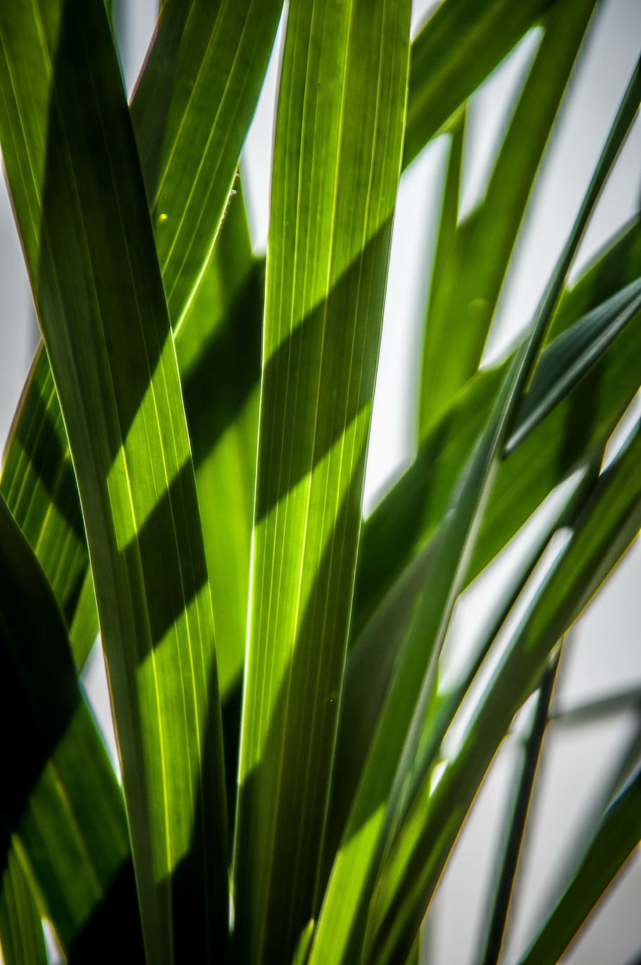 leaves, green, shadow play, leaf, growth, green color, plant HD wallpaper