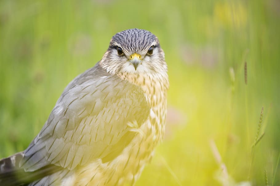 shallow focus photography of hawk, black and gray bird, feather HD wallpaper