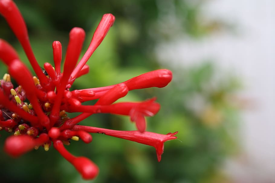 flower, red, macro, plant, close-up, flowering plant, growth HD wallpaper