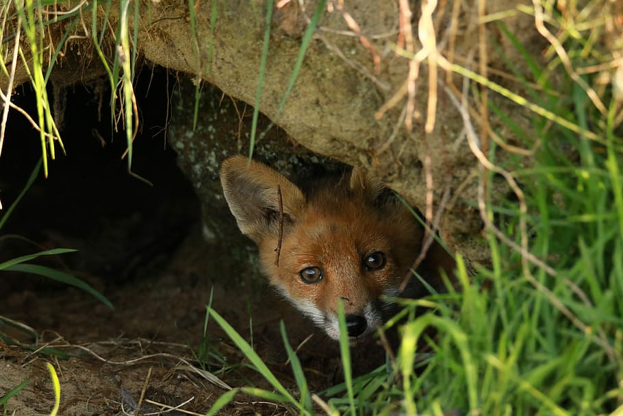 fox in brown soil hole, fuchs, puppy, abendstimmung, curious HD wallpaper