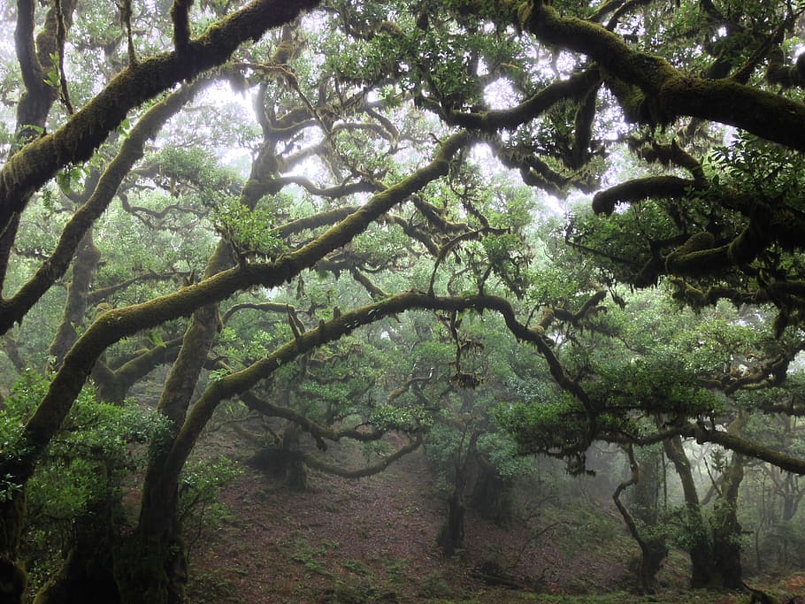 forest trees, tilde, flying, old tree, nature, twigs, trunk HD wallpaper