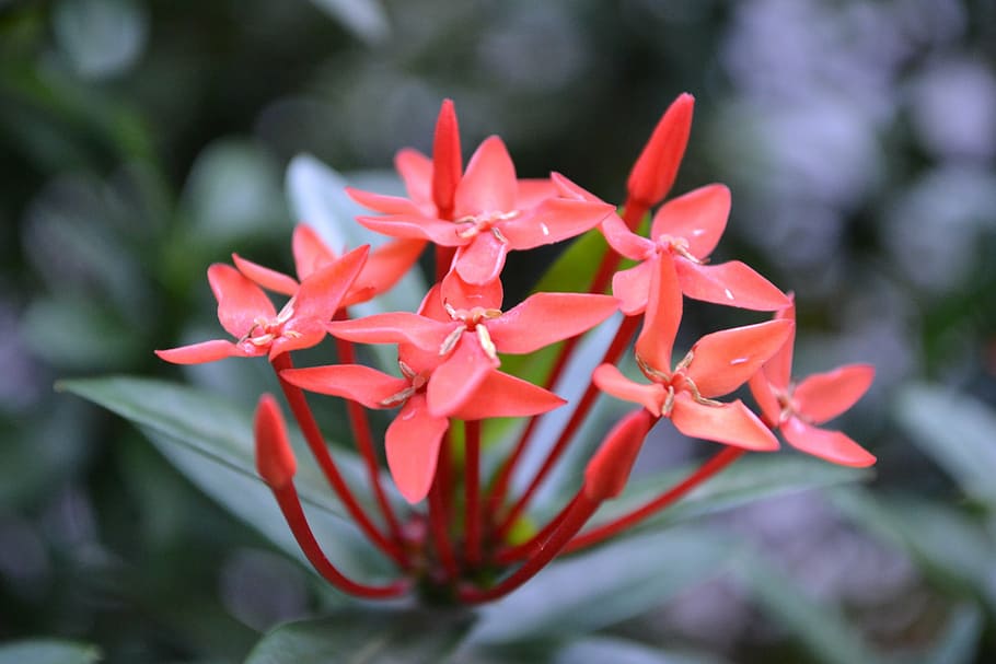 santan, flower, kanakambaram flower, red flower, sri lanka, HD wallpaper