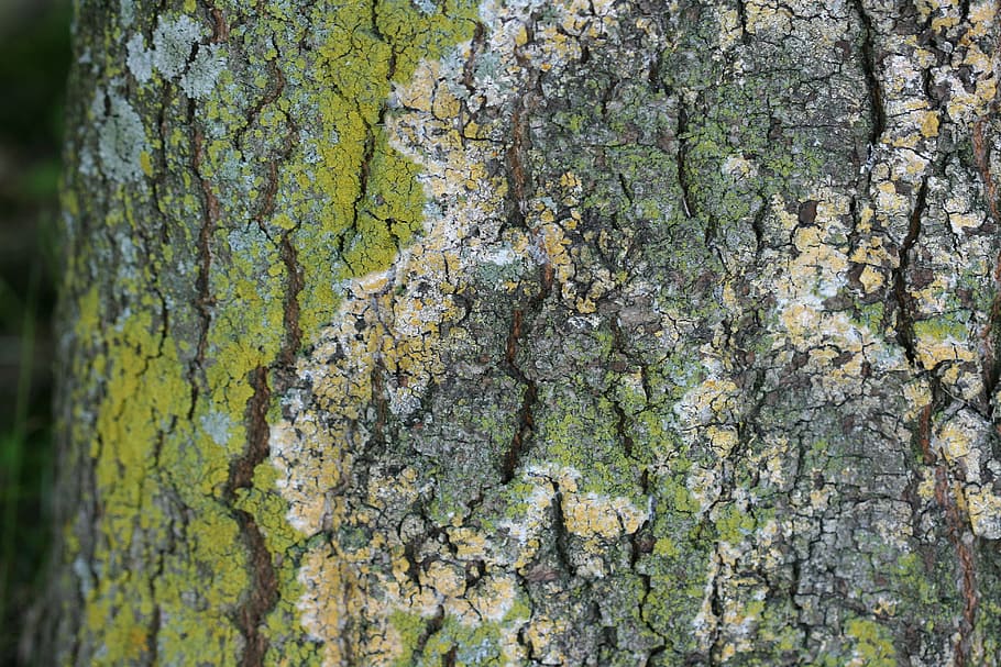 Bark, Texture, Moss, Lichens, Tree, trunk, plant, natural, botanical HD wallpaper