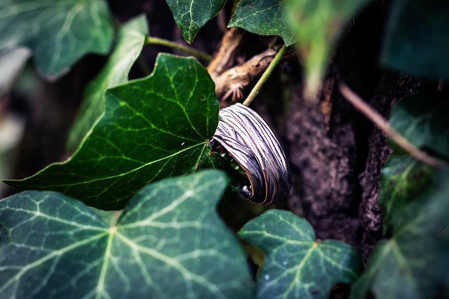 ivy, ring, wedding, plant part, leaf, green color, close-up HD wallpaper