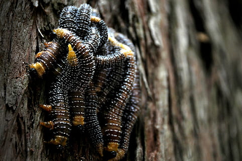worms, pest, insects, tree, forest, nature, wood, many, one animal HD wallpaper