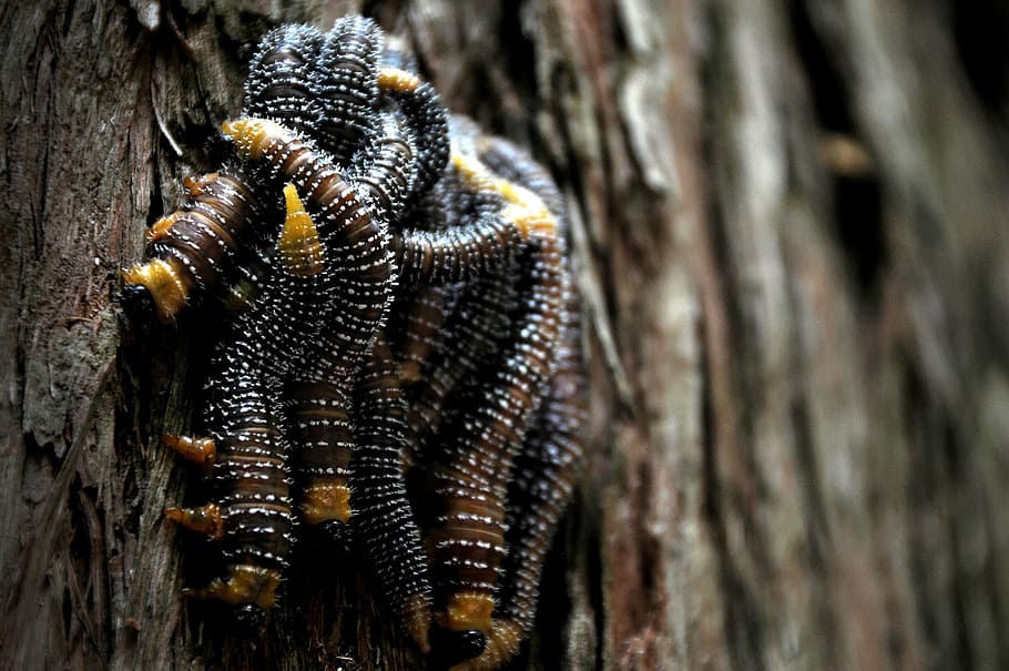 worms, pest, insects, tree, forest, nature, wood, many, one animal HD wallpaper