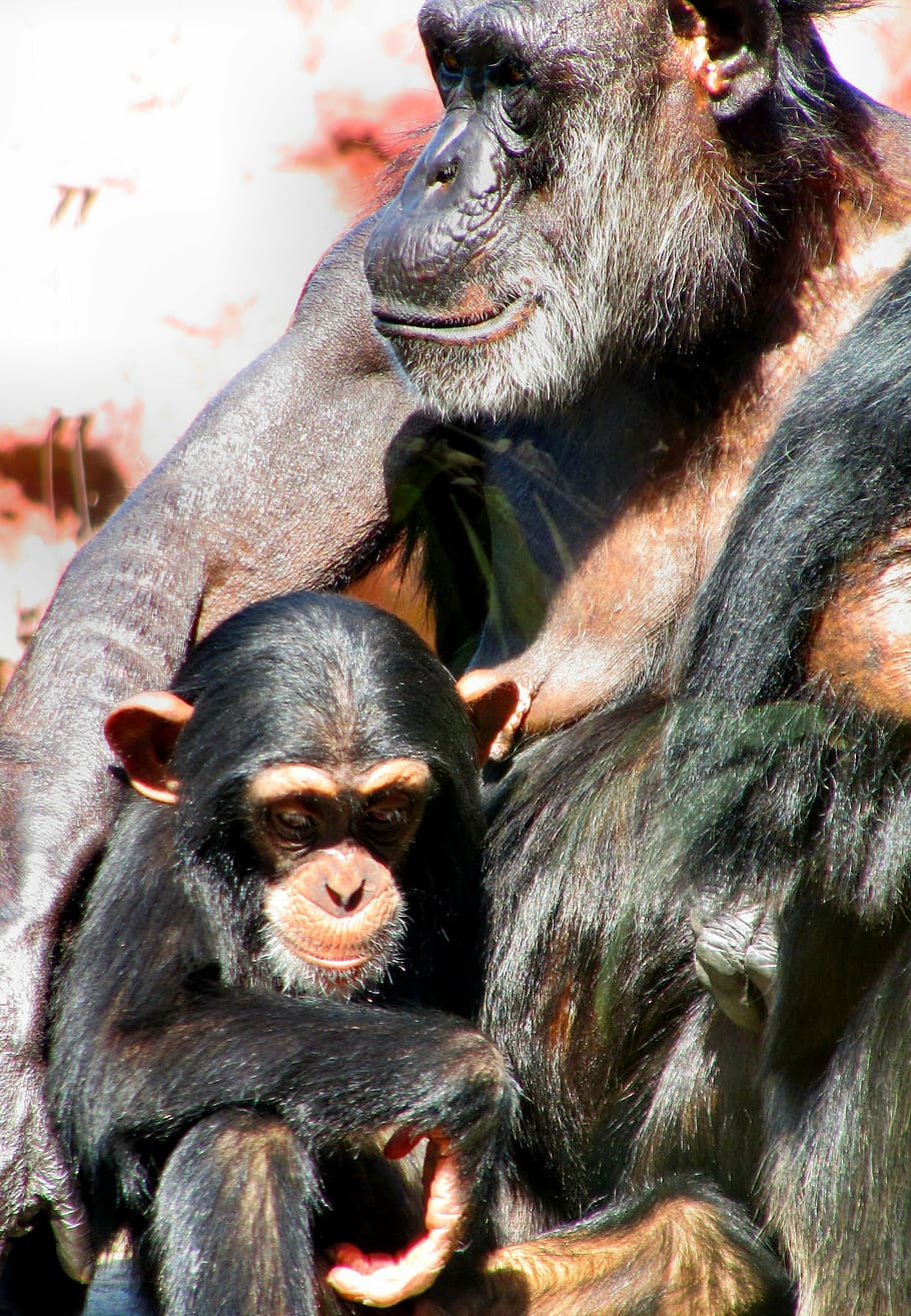 nature, animal world, ape, chimps, zoo, old and young, family, HD wallpaper