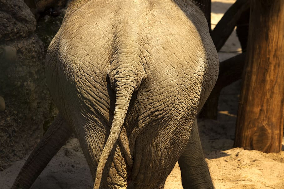 elephant standing beside wall, bye, on-again-see, no matter HD wallpaper