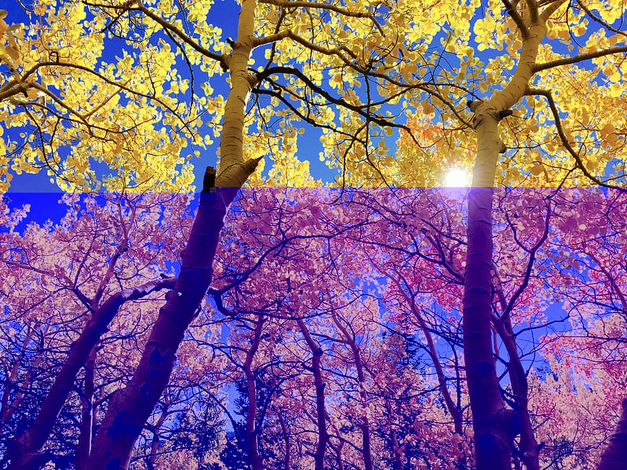 brown leaf tree during daytime, leaves, fall, au, autumn, season HD wallpaper