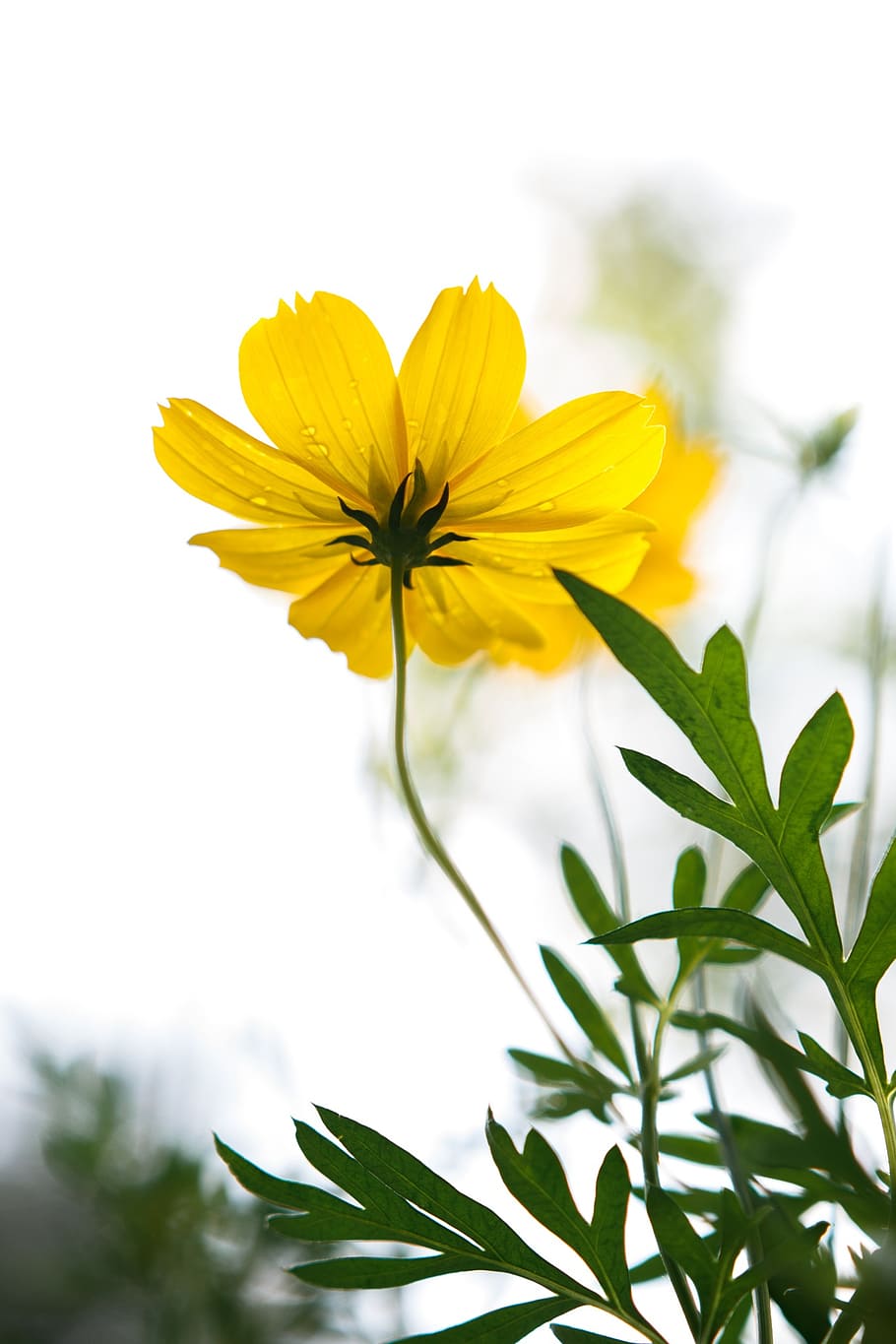 yellow, spring, fresh, flowering plant, freshness, vulnerability HD wallpaper