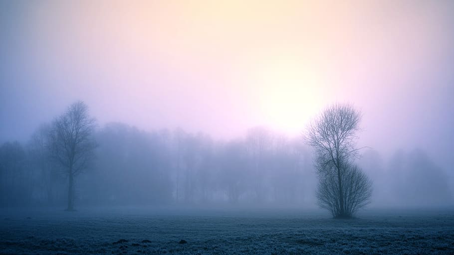 mist forest, fog, nature, dawn, winter, sky, landscape, cold, HD wallpaper