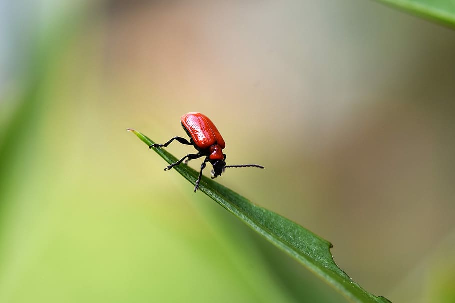 insect, nature, invertebrate, animal themes, animal wildlife HD wallpaper